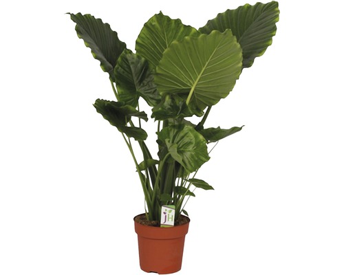 Riesenblättriges Pfeilblatt FloraSelf Alocasia macrorrhizos 'California' H 90-100 cm Ø 21 cm Topf