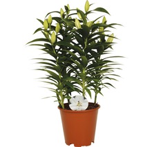 Lilien im Topf mit noch geschlossenen Blüten