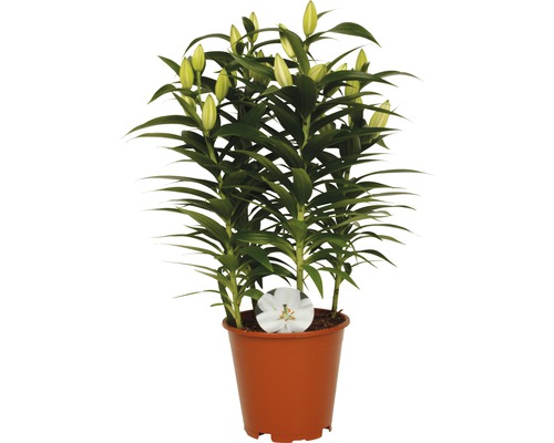 Lilien im Topf mit noch geschlossenen Blüten