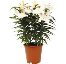 Lilienpflanze mit weißen Blüten im Pflanztopf