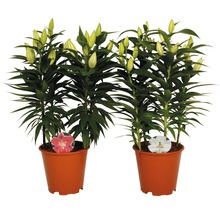 Zwei Lilienpflanzen in Töpfen mit Knospen