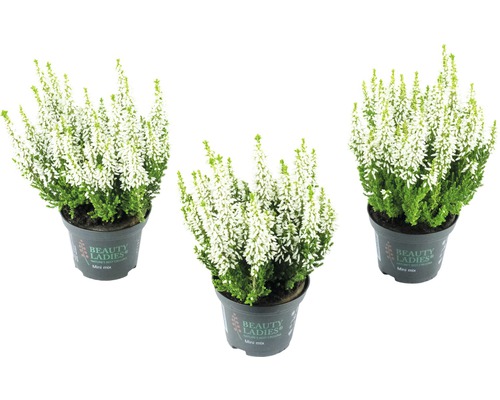 Drei weiße Heidekräuter in Töpfen