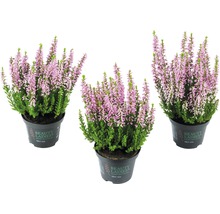 Drei Topfheiden mit grünen Blättern und rosa Blüten