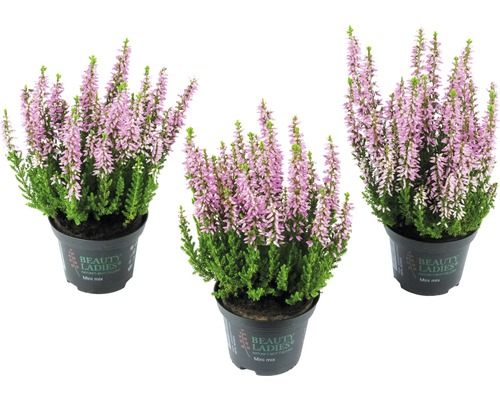 Drei Topfheiden mit grünen Blättern und rosa Blüten