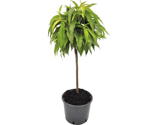 Pfirsichbaum im Topf