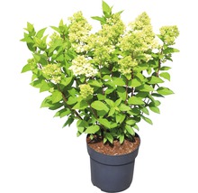 Rispenhortensie FloraSelf Hydrangea paniculata 'Magical Candle' ® H 50-60 cm Co 5 L-thumb-1