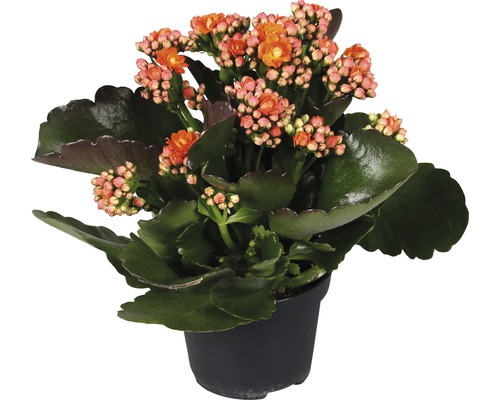 Flammendes Käthchen FloraSelf Kalanchoe blossfeldiana H 20-25 cm Ø 12 cm Topf Flammendes Käthchen in einem Topf