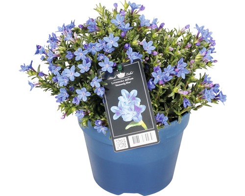 Blauer Steinsame ''Heavenly Blue'' im Topf