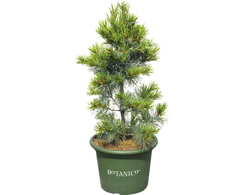 Blaue Mädchenkiefer Botanico Pinus parviflora 'Blauer Engel' H 60-70 cm Co 15 L Kiefer im Topf für den Garten