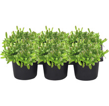 Rhipsalidopsis-Set in Töpfen