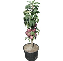 Bio Säulenapfel FloraSelf Bio Malus domestica 'Blue Moon' H 100-130 cm Co 7,5 L