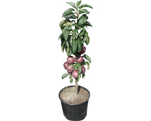 Apfelbaum im Topf mit Äpfeln und Blättern