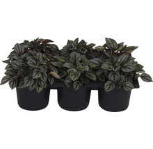 Dreierpackung Peperomia Zimmerpflanzen in Töpfen