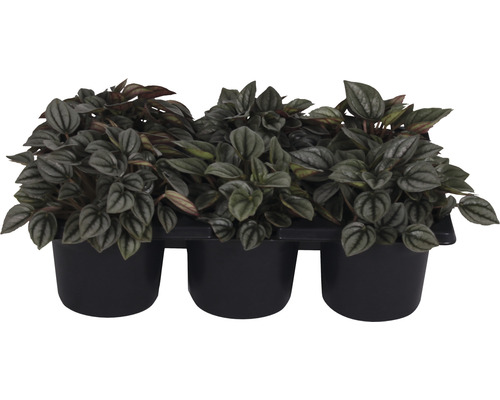 Dreierpackung Peperomia Zimmerpflanzen in Töpfen