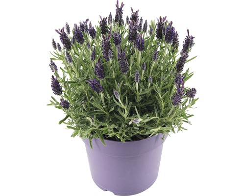 Lavendel im Topf