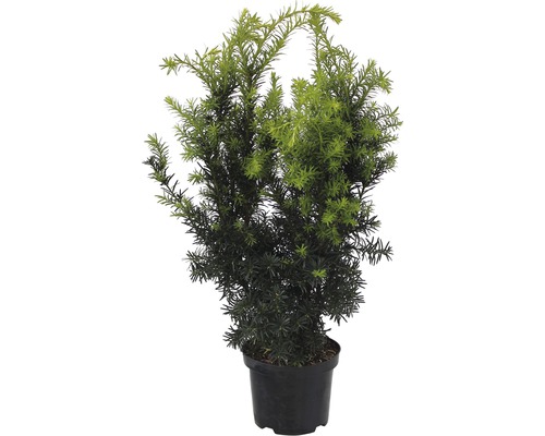 Eibe im Topf für den Garten