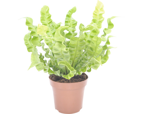 Nestfarn in einem Topf