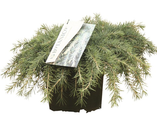Blaue Himalaya-Zeder Botanico Cedrus deodara 'Feelin Blue' H 25-30 cm Co 3,5 L Zwerg-Kriech-Zypresse in einem Topf