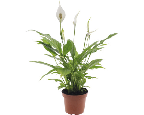 Einblatt Pflanze im Topf