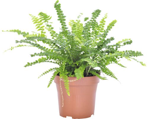 Grüner Tüpfelfarn in einem Pflanztopf