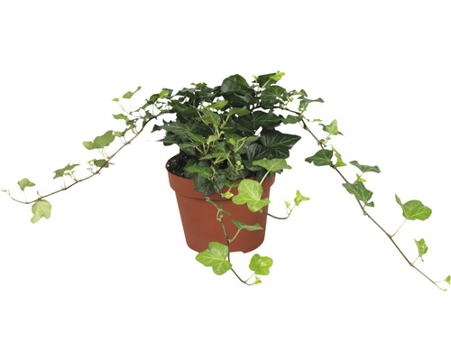 Efeu Zimmerpflanze im Topf