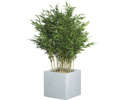 Bambus im quadratischen Pflanzgefäß