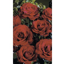 Kletterrose in Sorten H 60-80 cm Co 5 L rot, dunkelrot