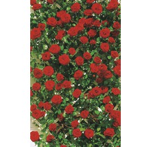 Kletterrose in Sorten H 60-80 cm Co 5 L rot, dunkelrot