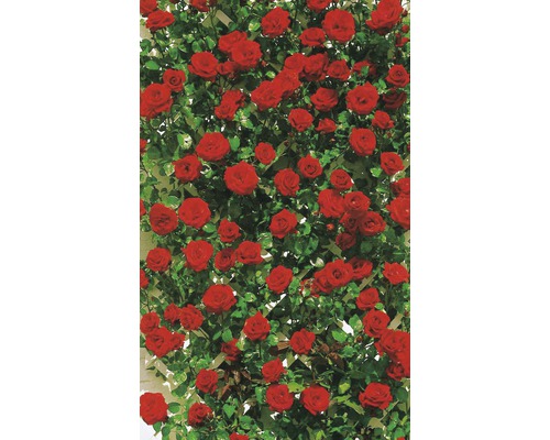 Kletterrose mit roten Blüten und grünen Blättern