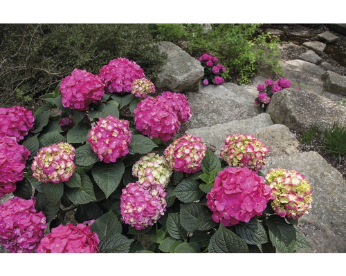 Hortensie Endless Summer® rot Hydrangea macrophylla 'Summer Love' H 20-35 cm Co 5 L öfterblühende Ballhortensie