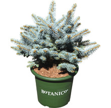 Blaue Stechfichte Picea pungens 'Glauca Globosa' H 30-40 cm Co 6 L
