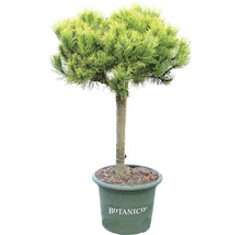 Kiefernbaum im Topf