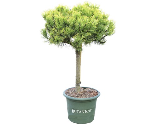 Kiefernbaum im Topf