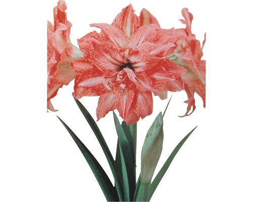 Amaryllis, Ritterstern FloraSelf Hippeastrum H 20-30 cm Ø 13 cm Topf 1 Blüte