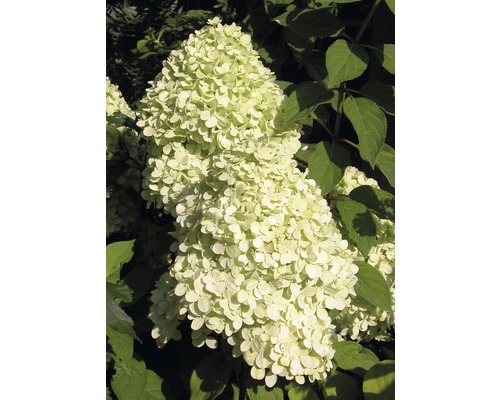 Rispenhortensie Hydrangea paniculata 'Magical Candle' ® H 100-125 cm Co 18 L-0