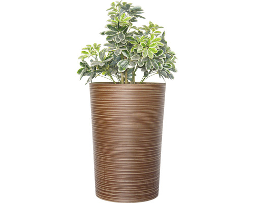 Schefflera Pflanze in einem Pflanzgefäß