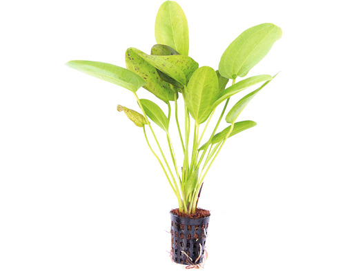 Echinodorus Aquariumpflanze im Topf