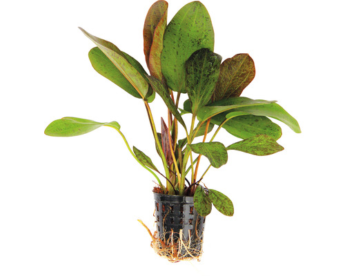 Aquarium Pflanze im Topf