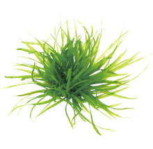Grasartige Aquariumpflanze