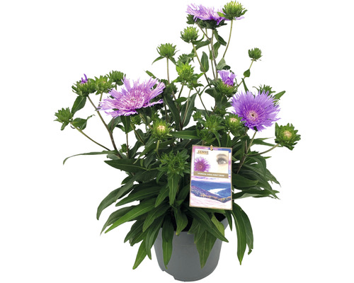 Topfblume mit violetten Blüten und grünen Blättern