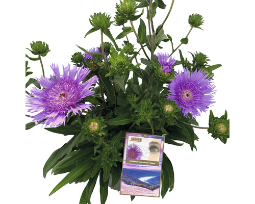 Kornblumen-Aster FloraSelf Stokesia laevis 'Mega Mels'® H 10-60 cm Ø 27 cm Topf Aster mit lila Blüten und grünen Blättern