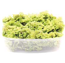 Großer Algenfarn - Azolla filiculoides Port.