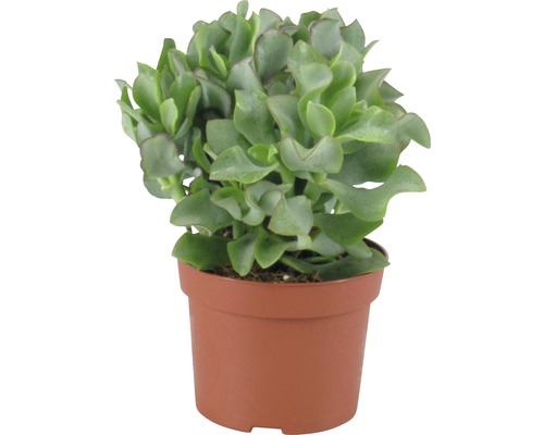 Zimmerpflanze in einem Topf