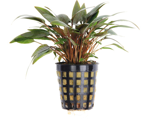 Topf mit Aquariumpflanze