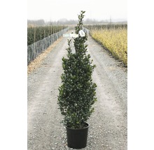Stechpalme FloraSelf Ilex meserveae 'Heckenstar' H 100-125 cm Co 15 L