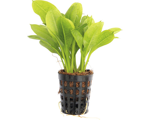 Aquariumpflanze im Topf