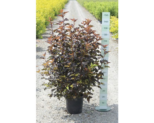 Blasenspiere FloraSelf Physocarpus opulifolius 'Center Glow' H 100-125 cm Co 15 L Blasenstrauch im Topf mit Größenangabe.
