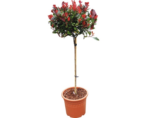 Zwerg-Glanzmispel Stämmchen FloraSelf 'Little Red Robin' Stamm H 40 cm Co 6 L