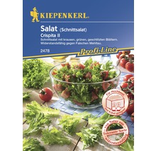 Salat 'Crispita II' Kiepenkerl Salatsamen-thumb-0