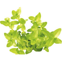 Grosses Fettblatt - Bacopa caroliniana emers